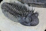 Two Spiny Drotops Armatus Trilobites - Impressive Specimen #85400-4